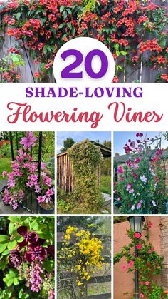 20 shade - loving flowering vines that are easy to grow and perfect for any garden