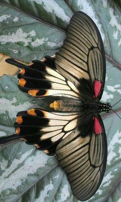 a large butterfly sitting on top of a green leaf covered in red and black spots