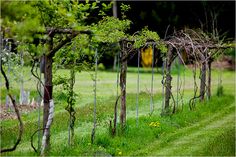 a row of trees with vines and flowers growing on them in the middle of a field