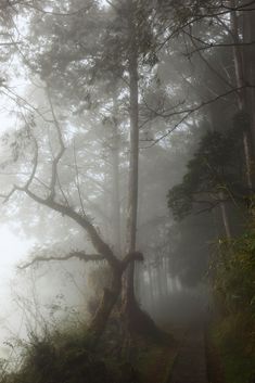 a path in the middle of a foggy forest