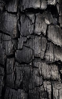 black and white photograph of tree bark