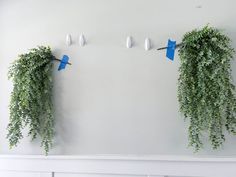 two green plants are hanging on the wall