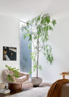 a living room filled with furniture and a tree in the corner next to a window