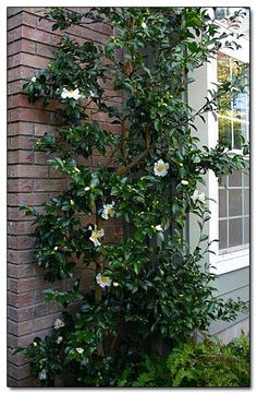 a tree with white flowers in front of a brick building next to a green plant