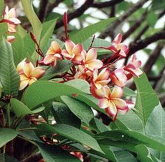 the flowers are blooming on the tree outside in the day time, and it's hard to tell what color they are