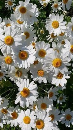 many white and yellow flowers in the grass