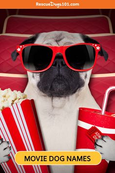 Looking for the perfect name for your new pup? Check out this list of 313 dog names from movies and television, including Disney classics. Find a name that fits your dog's personality and your love for film and TV. Click to explore the ultimate list of famous dog names!