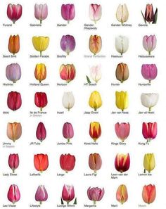 a bunch of different colored tulips are shown in this image, with the names below them