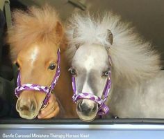 two ponies are standing in the back of a car with their heads sticking out