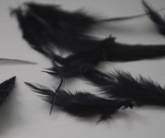 some black feathers are laying on the table