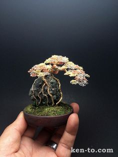 a hand holding a small bonsai tree in it's right hand on a black background