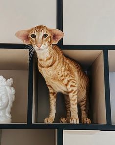 a cat sitting on top of a book shelf