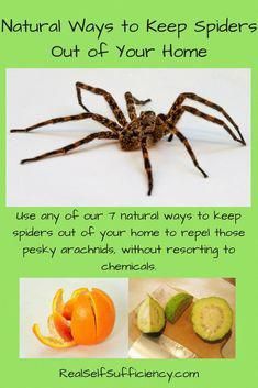 an advertisement for natural ways to keep spiders out of your home, including orange slices and kiwi