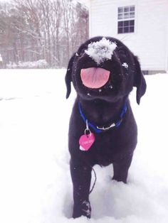 a black dog standing in the snow with its tongue out