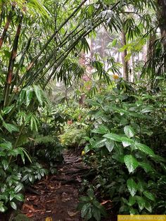 the path is surrounded by lush green plants and trees, along with other tropical vegetation