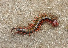 Centipede treatment Centipedes, Insect Species, Integrated Pest Management, Organic Pest Control, Western Ghats, Creepy Crawlies, Arachnids, Tropical Islands