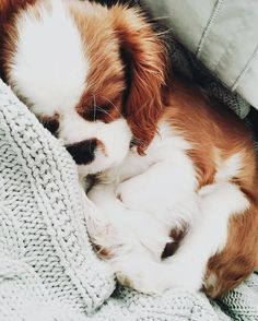 a small puppy is curled up on a blanket