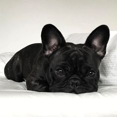 a small black dog laying on top of a bed