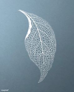 a drawing of a leaf on a blue background