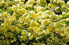 yellow flowers are blooming on the tree