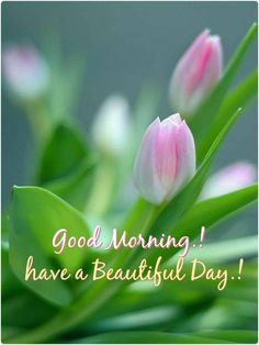 some pink tulips with the words good morning have a beautiful day