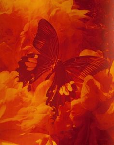 a butterfly sitting on top of flowers in red and yellow colors, with the background blurry