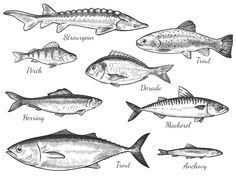 different types of fish are shown in black and white, with the names of their species