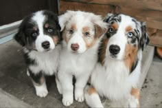 three puppies are sitting next to each other