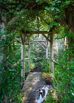 a black and white cat standing on a wooden walkway surrounded by greenery with potted plants