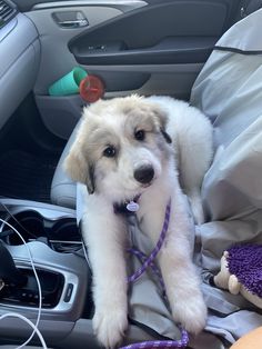 a small white dog sitting in the back seat of a car