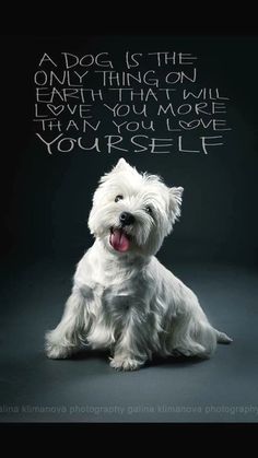 a small white dog sitting in front of a black background with a quote on it