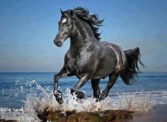 a black horse is running through the water at the beach with its front legs in the air