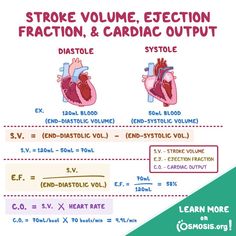 the diagram shows two heart valves, one in red and one in green with words on it