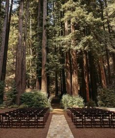 Wedding Venues Forest Woods, Outdoor Wedding Pine Trees, Wedding In The Fall Ideas, Affordable Mountain Wedding, Simple Wedding In The Woods, Woodsy Outdoor Wedding, Wedding In Redwoods, Wedding Woods Forest, October Wedding Venues