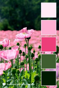 a field full of pink flowers with green leaves in the middle and one large flower on the other side