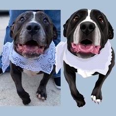 two dogs wearing collars and bandannas on their necks, one is black and the other is white