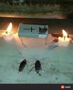 two cockroaches standing in the water next to a box with candles on it