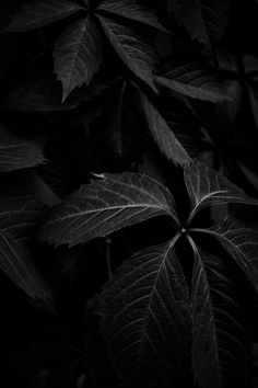 black and white photograph of leaves in the dark