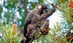 a black bird perched on top of a pine tree next to green leaves and cones