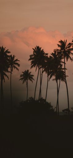 palm trees are silhouetted against the setting sun