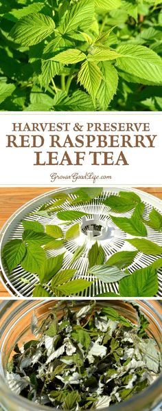 red raspberry leaf tea in a glass bowl and on a wooden table with the words, harvest & preserve red raspberry leaf tea