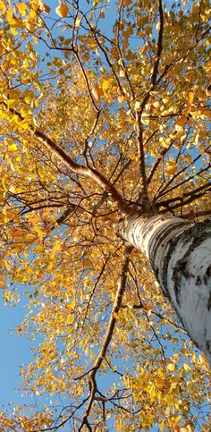 looking up at an autumn tree with yellow leaves