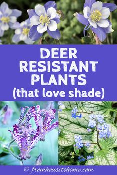 different types of flowers with the words deer resistant plants that love shade