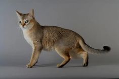 a cat is walking on a white surface