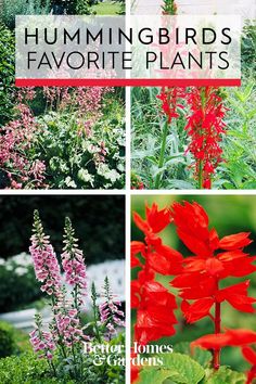 four different types of flowers and plants with the words hummingbirds favorite plants