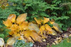 yellow flowers and green leaves on the ground in front of some bushes, grass and trees