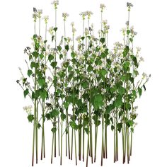 a bunch of white flowers and green leaves on top of each other in front of a white background