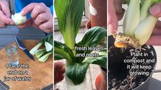 three pictures showing how to plant and grow flowers in pots with water, fresh leaves, and roots