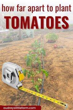 Are you wondering how far apart to plant your tomatoes for them to be most successful? This post will go over the ideal tomato plant spacing and the factors that will help you determine what is right for you. Tomato Garden Layout, Tomato Planting Tips, What To Plant Next To Tomatoes, How To Plant Tomatoes In The Ground, Tomato Plant Spacing, Planting Tomatoes In Garden, What To Plant With Tomatoes, Tomato Garden Ideas, Tomato Plants Growing Tips