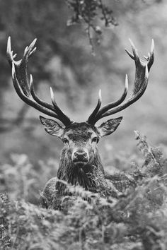 a black and white photo of a deer with antlers